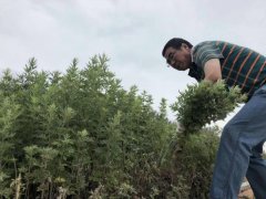 就这几天了，艾草药效最佳的时候！一年一次！不要错过！